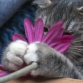 Cat and flower