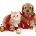 Cute christmas pets
