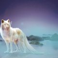 Lost white Wolf