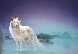 Lost white Wolf