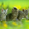 cute kittens in a garden
