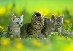 cute kittens in a garden