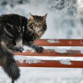 Winter cat