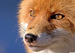Face of the fox
