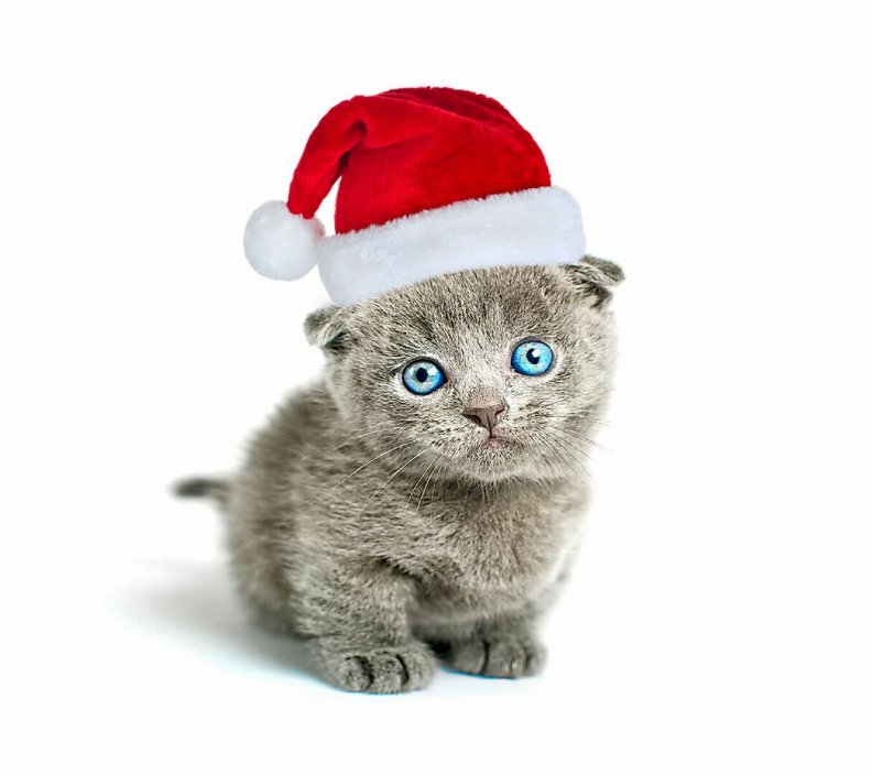 precious_christmas_kitten.jpg