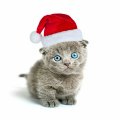 Precious Christmas Kitten