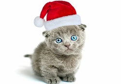 Precious Christmas Kitten