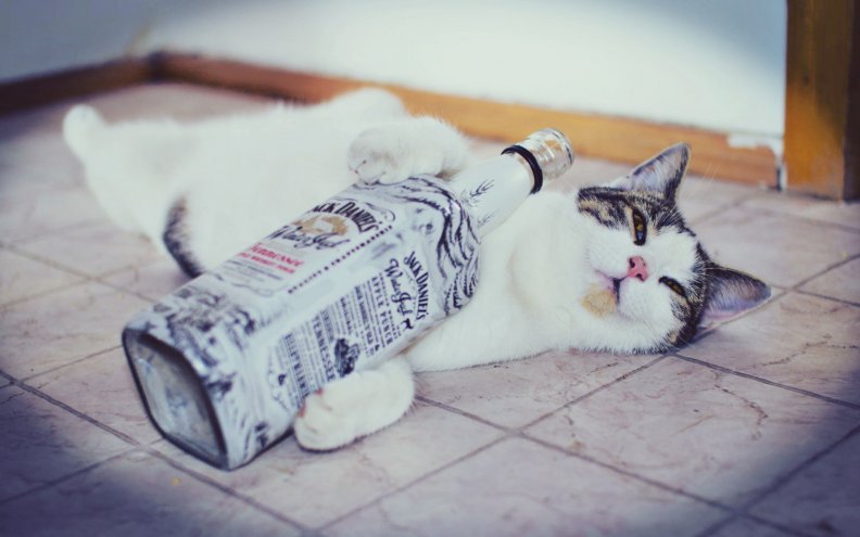 drunken_cat.jpg