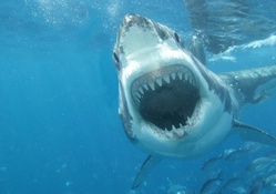 Great White Shark!