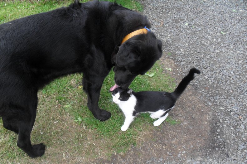 cat and dog love