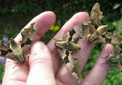 lime hawk moths