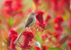 *** Bird and summer flowers ***