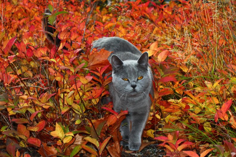 Autumn cat