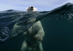 _ polar bears