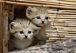 so sweet kitties