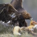 golden eagle hunting wolf