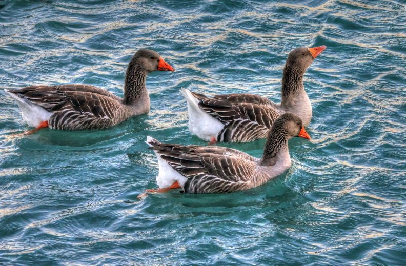 geese_swimming.jpg