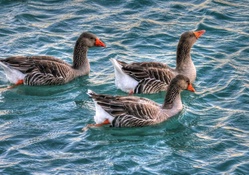 Geese Swimming