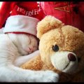 Christmas sleeping kitten