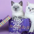 very special kitties