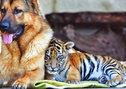 baby tiger snuggling to a german shepard  hdr