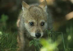 a little wolf cub