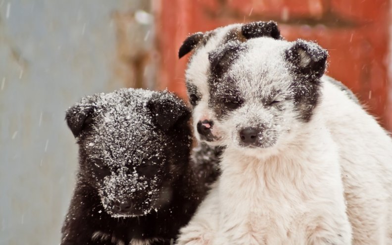 Snow Puppies