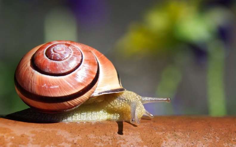 snail.jpg
