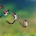 Flight of the Pin_Tailed Whydah
