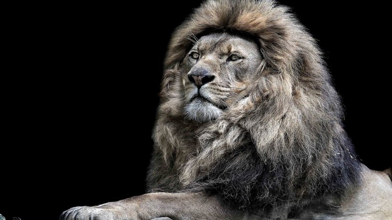 lion_king.jpg