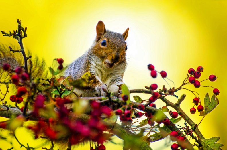 cute_squirrel.jpg