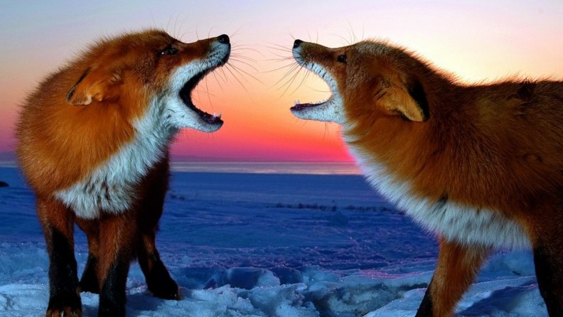 foxes.jpg