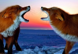 ___foxes
