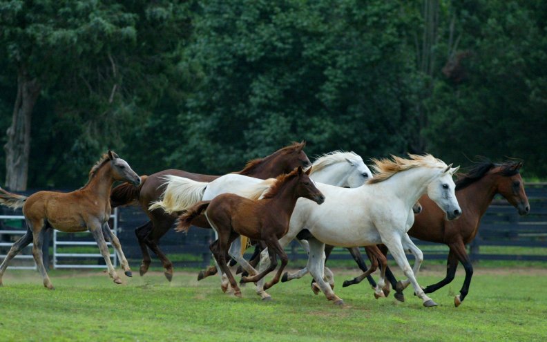 Arabian horses running