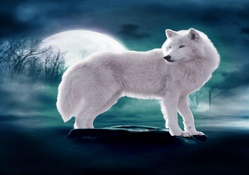 wolf in moon light