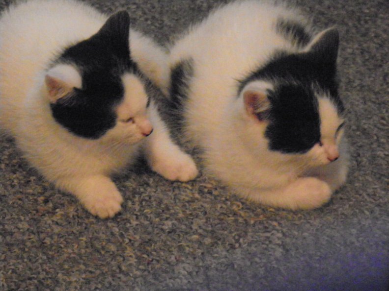 two_kittens.jpg
