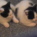 two_kittens.jpg
