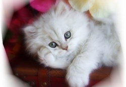 White fluffy kitty