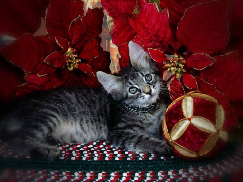 Kitten Among Poinsettias
