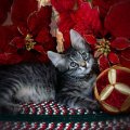 Kitten Among Poinsettias