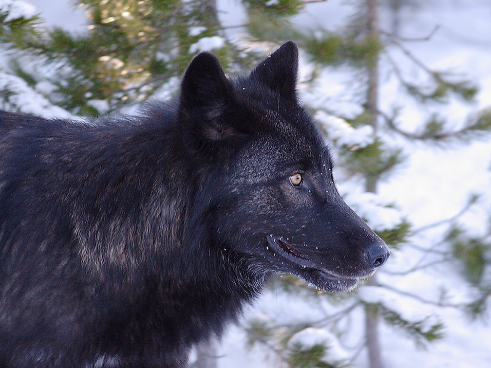 A wolf