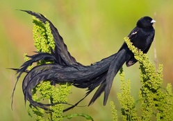 *** Long tailed widow bird ***