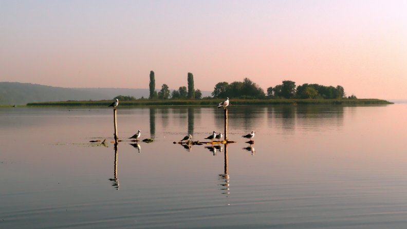 birds_standing_on_posts_in_a_lake.jpg