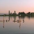 birds standing on posts in a lake