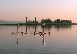 birds standing on posts in a lake