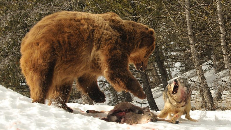 bear_vs_wolf.jpg