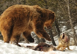 bear vs wolf