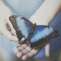 Blue Butterfly