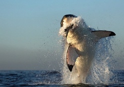 jumping shark