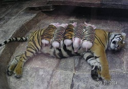 Tiger with baby piglets